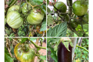 Marcelo Pasetti, Embajador Cultural de Mar del Plata