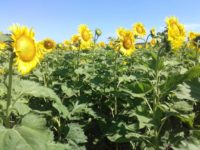 Por hongos y golpe de calor cae el rendimiento del girasol en los campos bonaerenses