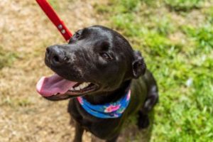 Nuevas ubicaciones de los quirófanos móviles para animales