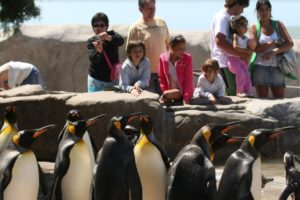 Se realizará una acción solidaria en el Aquarium