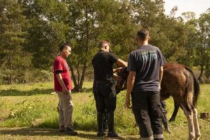 Ponen a resguardo caballos que estaban sueltos en la vía pública