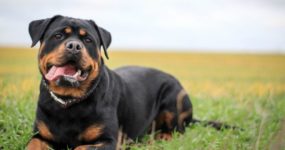 Una mujer fue atacada en Parque Camet por su perro rottweiler en su casa y está internada
