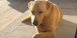 Condenaron a prisión a un hombre que torturó hasta la muerte a un perro en Mar del Tuyú