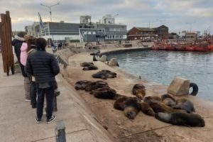 Se observan cambios en la banquina chica tras la reubicación de los lobos marinos