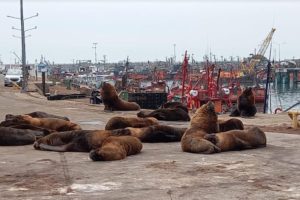 Buscan reubicar la colonia de lobos marinos instalada en la banquina chica del puerto