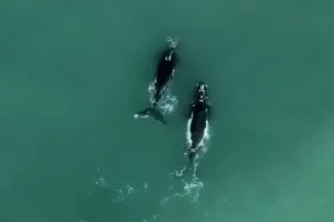 Comienza la temporada de ballenas en Mar del Plata: los mejores lugares para avistarlas desde la costa