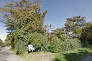 La Municipalidad taló un añoso árbol ubicado en el Museo Barili