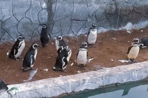 Devuelven al mar a 13 pingüinos magallánicos