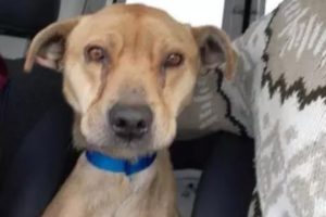 En lo que va del año Zoonosis rescató 114 perros abandonados