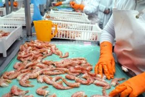 Desbarataron una organización vinculada con la pesca, por adulteración tributaria y contrabando