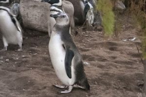 Diez pingüinos magallánicos rescatados regresarán al mar