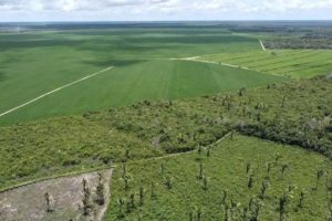 Investigador del CONICET local trabaja en el rendimiento de cultivos protegiendo la selva amazónica