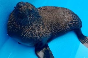 El Aquarium liberará cuatro lobos marinos que fueron rehabilitados