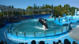 Presentan un proyecto de ley para prohibir espectáculos de animales marinos en cautiverio