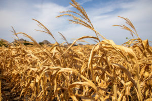 (220723) -- ALLEN, 23 julio, 2022 (Xinhua) -- Imagen del 21 de julio de 2022 de un campo de maíz abrasado por el Sol en Allen, Texas, Estados Unidos. La mayor parte de Texas ha estado experimentando un clima extremadamente caluroso y seco desde junio. Además de causar incomodidad física y molestias, el calor y la sequía han afectado significativamente el suministro de agua y energía en muchas localidades. (Xinhu/Xin Jin) (oa) (da)