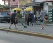 Vecinos saquearon un camión con ganado y faenaron a tres vacas en la calle
