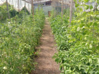 Funcionará en Tandil un espacio para la venta de verduras agroecológicas