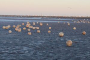 ¿De qué se trata el fenómeno de las “ovicápsulas” que se vio esta mañana en la Bristol?