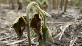 “La peor pesadilla”: estiman que se perdió casi la mitad de la soja en la zona núcleo