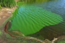 Varias lagunas en situación de sequía se ven afectadas por cianobacerias