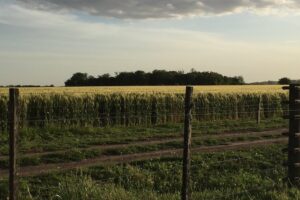 Alertan por la crisis que atraviesan los productores frutihortícolas de la ciudad