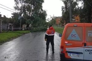 Se recibieron 25 reclamos por caída de árboles durante la tormenta del viernes
