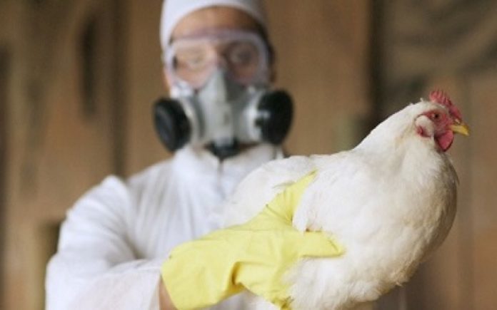 Gripe aviar: Senasa confirmó los primeros casos en Puán, provincia de Buenos Aires