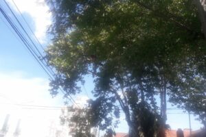Arbolado Urbano desapareció del EMSUR: graves riesgos en la vía pública