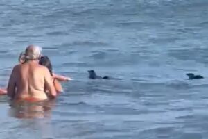 Dos pingüinos nadaron en el mar junto a la gente en el balneario Mirador 9