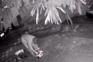 Imputaron por maltrato animal al adolescente asesino de mascotas