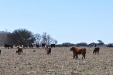Declaran estado de emergencia agropecuaria por sequía en 33 municipios bonaerenses