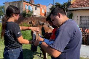 Realizaron operativo para evitar la presencia de caballos sueltos en la vía pública