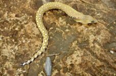 Una especie de aguas tropicales y subtropicales sorprendió a pescadores de Mar del Plata