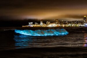 ¿Qué es la noctiluca?, el fenómeno que “ilumina” la costa de la ciudad