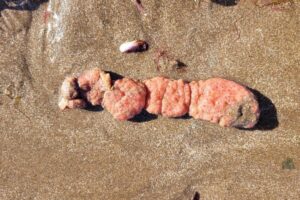 ¿Qué son las “papas de mar”? los organismos que colmaron las playas del sur