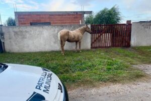 Continúan los operativos para evitar la presencia de caballos sueltos en la vía pública