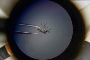 Los casos de dengue en la provincia ya superan los 3000 y piden continuar con la prevención