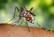 Dengue: 3.956 casos confirmados en la provincia de Buenos Aires