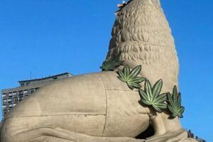 Un lobo marino de la Rambla amaneció con un collar de hojas de marihuana