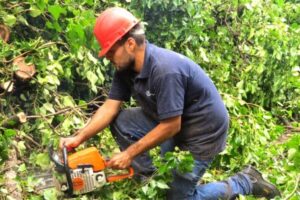 Se puede participar de una nueva edición del Curso de Podador Urbano Artesanal