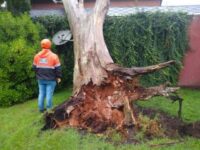 Temporalito: Las 4 gotas que producen las mismas anegaciones y la caída de un árbol sobre una vivienda