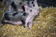 Comenzó la Semana de la Lucha contra la Triquinosis en la provincia de Buenos Aires