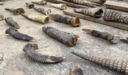 Incautan 2.500 piezas de fauna protegida en Tandil y Longchamps