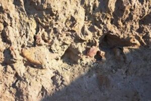 Encontraron restos fósiles de 8000 años de antigüedad en Mar Chiquita