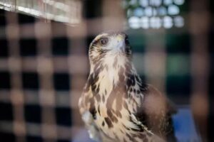 Liberaron un ejemplar de gavilán mixto en la Laguna de los Padres