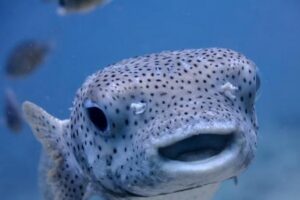 Anuncian actividades por el Día Mundial de los Océanos