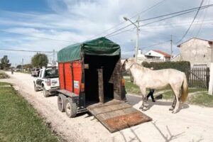 Se labraron actas por la presencia de 66 caballos sueltos en la vía pública
