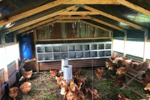 Avicultura Alternativa Tandil