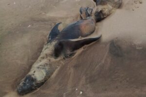 Ahora aparecieron lobos marinos muertos en Balneario Orense
