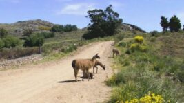 Tandil: Avanza la creación del Parque Ambiental en la Reserva Natural Sierra del Tigre
